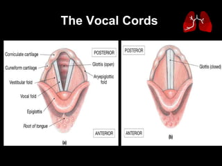 The Vocal Cords   