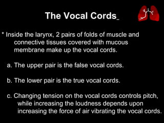 * Inside the larynx, 2 pairs of folds of muscle and  connective tissues covered with mucous  membrane make up the vocal cords.      a. The upper pair is the false vocal cords.      b. The lower pair is the true vocal cords.      c. Changing tension on the vocal cords controls pitch,  while increasing the loudness depends upon  increasing the force of air vibrating the vocal cords.  The Vocal Cords   