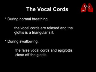 * During normal breathing,  the vocal cords are relaxed and the  glottis is a triangular slit.  * During swallowing,  the false vocal cords and epiglottis  close off the glottis.  The Vocal Cords   