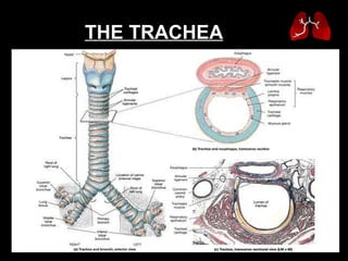 THE TRACHEA   