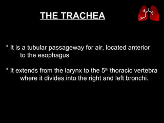 * It is a tubular passageway for air, located anterior  to the esophagus  * It extends from the larynx to the 5 th  thoracic vertebra  where it divides into the right and left bronchi. THE TRACHEA   