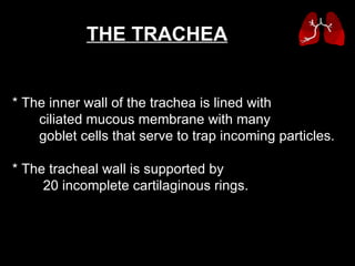 * The inner wall of the trachea is lined with  ciliated mucous membrane with many  goblet cells that serve to trap incoming particles.  * The tracheal wall is supported by  20 incomplete cartilaginous rings.  THE TRACHEA   