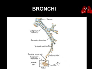 BRONCHI 