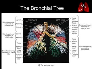 The Bronchial Tree   