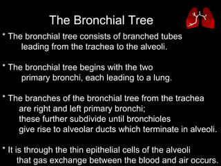 * The bronchial tree consists of branched tubes  leading from the trachea to the alveoli.  * The bronchial tree begins with the two  primary bronchi, each leading to a lung.  * The branches of the bronchial tree from the trachea  are right and left primary bronchi;       these further subdivide until bronchioles  give rise to alveolar ducts which terminate in alveoli.  * It is through the thin epithelial cells of the alveoli  that gas exchange between the blood and air occurs.  The Bronchial Tree   