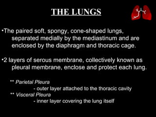 The paired soft, spongy, cone-shaped lungs,  separated medially by the mediastinum and are  enclosed by the diaphragm and thoracic cage.  2 layers of serous membrane, collectively known as  pleural membrane, enclose and protect each lung.  **  Parietal Pleura - outer layer attached to the thoracic cavity **  Visceral Pleura - inner layer covering the lung itself THE LUNGS 