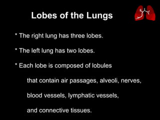 * The right lung has three lobes.  * The left lung has two lobes.  * Each lobe is composed of lobules  that contain air passages, alveoli, nerves,  blood vessels, lymphatic vessels,  and connective tissues.  Lobes of the Lungs 