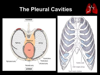 The Pleural Cavities 