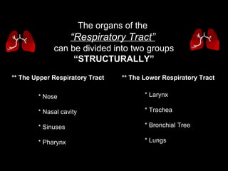 The organs of the  “ Respiratory Tract”   can be divided into two groups “ STRUCTURALLY” ** The Upper Respiratory Tract ** The Lower Respiratory Tract * Nose * Nasal cavity  * Sinuses * Pharynx * Larynx  * Trachea  * Bronchial Tree  * Lungs 
