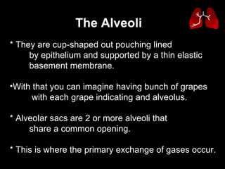 * They are cup-shaped out pouching lined  by epithelium and supported by a thin elastic  basement membrane. With that you can imagine having bunch of grapes with each grape indicating and alveolus. * Alveolar sacs are 2 or more alveoli that  share a common opening. * This is where the primary exchange of gases occur. The Alveoli   