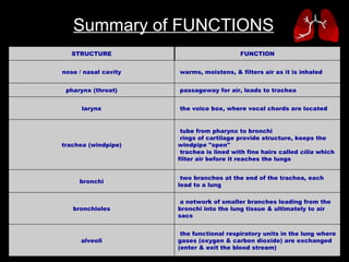 Summary of FUNCTIONS   the functional respiratory units in the lung where gases (oxygen & carbon dioxide) are exchanged (enter & exit the blood stream) alveoli   a network of smaller branches leading from the bronchi into the lung tissue & ultimately to air sacs bronchioles   two branches at the end of the trachea, each lead to a lung bronchi   tube from pharynx to bronchi    rings of cartilage provide structure, keeps the windpipe "open"    trachea is lined with fine hairs called  cilia  which filter air before it reaches the lungs trachea (windpipe)   the voice box, where vocal chords are located larynx   passageway for air, leads to trachea pharynx (throat)   warms, moistens, & filters air as it is inhaled nose / nasal cavity FUNCTION STRUCTURE 