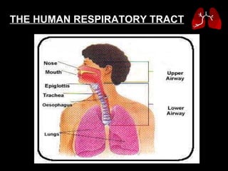 THE HUMAN RESPIRATORY TRACT 