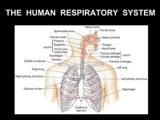 THE  HUMAN  RESPIRATORY  SYSTEM 