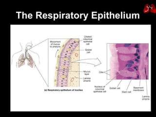 The Respiratory Epithelium   
