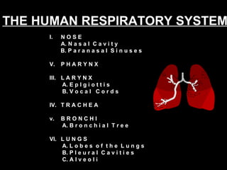 THE HUMAN RESPIRATORY SYSTEM I.  N O S E A. N a s a l  C a v i t y B. P a r a n a s a l  S i n u s e s  P H A R Y N X III.  L A R Y N X A. E p I g i o t t i s  B. V o c a l  C o r d s  IV.  T R A C H E A  v.  B R O N C H I  A. B r o n c h i a l  T r e e  VI.  L U N G S  A. L o b e s  o f  t h e  L u n g s B. P l e u r a l  C a v i t i e s C. A l v e o l i  