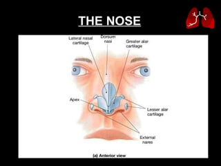 THE NOSE   