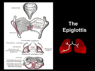 The Epiglottis 