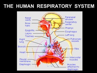 THE  HUMAN  RESPIRATORY   SYSTEM 