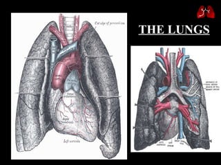 THE LUNGS 