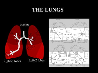 Right-3 lobes Left-2 lobes THE LUNGS trachea 