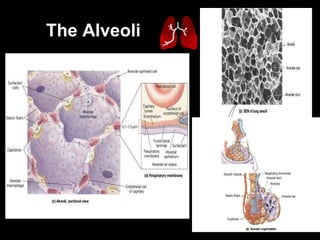 The Alveoli   