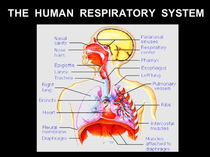 Respiratory system diagram of the lungs gcse 