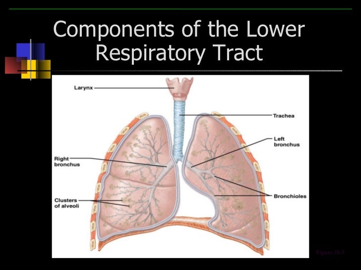 Respiratory system