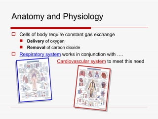 Anatomy and Physiology
 Cells of body require constant gas exchange
    Delivery of oxygen
    Removal of carbon dioxide
 Respiratory system works in conjunction with ….
                   Cardiovascular system to meet this need
 