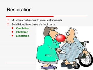 Respiration
 Must be continuous to meet cells’ needs
 Subdivided into three distinct parts:
    Ventilation
    Inhalation
    Exhalation
 
