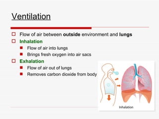 Ventilation
 Flow of air between outside environment and lungs
 Inhalation
    Flow of air into lungs
    Brings fresh oxygen into air sacs
 Exhalation
    Flow of air out of lungs
    Removes carbon dioxide from body
 