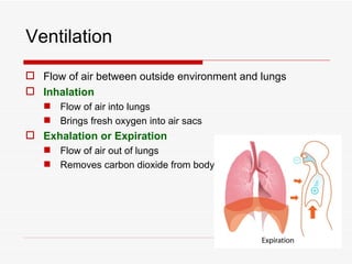 Ventilation
 Flow of air between outside environment and lungs
 Inhalation
    Flow of air into lungs
    Brings fresh oxygen into air sacs
 Exhalation or Expiration
    Flow of air out of lungs
    Removes carbon dioxide from body
 