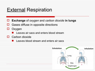 External Respiration
 Exchange of oxygen and carbon dioxide in lungs
 Gases diffuse in opposite directions
 Oxygen
    Leaves air sacs and enters blood stream
 Carbon dioxide
    Leaves blood stream and enters air sacs
 