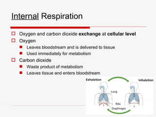 Internal Respiration
 Oxygen and carbon dioxide exchange at cellular level
 Oxygen
    Leaves bloodstream and is delivered to tissue
    Used immediately for metabolism
 Carbon dioxide
    Waste product of metabolism
    Leaves tissue and enters bloodstream
 