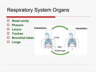 Respiratory System Organs
   Nasal cavity
   Pharynx
   Larynx
   Trachea
   Bronchial tubes
   Lungs
 
