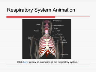 Respiratory System Animation




    Click here to view an animation of the respiratory system.
 