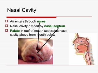 Nasal Cavity

 Air enters through nares
 Nasal cavity divided by nasal septum
 Palate in roof of mouth separates nasal
  cavity above from mouth below
 