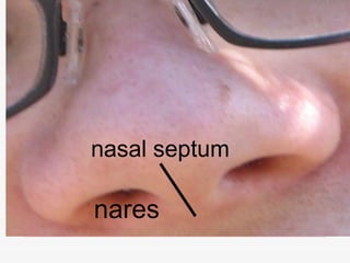 nasal septum

nares
 