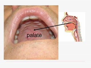 palate
 