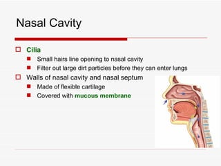 Nasal Cavity

 Cilia
    Small hairs line opening to nasal cavity
    Filter out large dirt particles before they can enter lungs
 Walls of nasal cavity and nasal septum
    Made of flexible cartilage
    Covered with mucous membrane
 