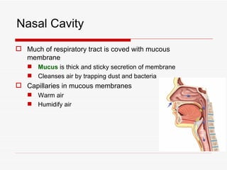 Nasal Cavity
 Much of respiratory tract is coved with mucous
  membrane
    Mucus is thick and sticky secretion of membrane
    Cleanses air by trapping dust and bacteria
 Capillaries in mucous membranes
    Warm air
    Humidify air
 