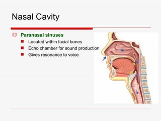 Nasal Cavity
 Paranasal sinuses
    Located within facial bones
    Echo chamber for sound production
    Gives resonance to voice
 