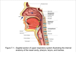 Figure 7.1 – Sagittal section of upper respiratory system illustrating the internal
             anatomy of the nasal cavity, pharynx, larynx, and trachea.
                                                             Copyright ©2009 by Pearson Education, Inc.
  Medical Terminology: A Living Language, Fourth Edition         Upper Saddle River, New Jersey 07458
  Bonnie F. Fremgen and Suzanne S. Frucht                                            All rights reserved.
 