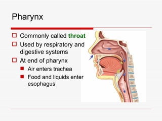 Pharynx

 Commonly called throat
 Used by respiratory and
  digestive systems
 At end of pharynx
   Air enters trachea
   Food and liquids enter
    esophagus
 