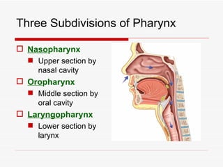 Three Subdivisions of Pharynx

 Nasopharynx
   Upper section by
    nasal cavity
 Oropharynx
   Middle section by
    oral cavity
 Laryngopharynx
   Lower section by
    larynx
 