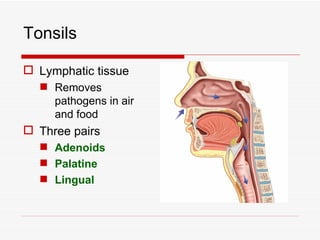 Tonsils

 Lymphatic tissue
   Removes
    pathogens in air
    and food
 Three pairs
   Adenoids
   Palatine
   Lingual
 