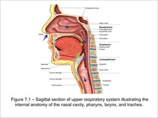 Figure 7.1 – Sagittal section of upper respiratory system illustrating the
  internal anatomy of the nasal cavity, pharynx, larynx, and trachea.
 