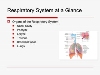 Respiratory System at a Glance
 Organs of the Respiratory System
      Nasal cavity
      Pharynx
      Larynx
      Trachea
      Bronchial tubes
      Lungs
 