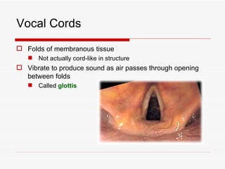 Vocal Cords
 Folds of membranous tissue
    Not actually cord-like in structure
 Vibrate to produce sound as air passes through opening
  between folds
    Called glottis
 