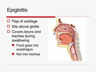 Epiglottis

 Flap of cartilage
 Sits above glottis
 Covers larynx and
  trachea during
  swallowing
   Food goes into
    esophagus
   Not into trachea
 