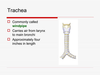 Trachea

 Commonly called
  windpipe
 Carries air from larynx
  to main bronchi
 Approximately four
  inches in length
 